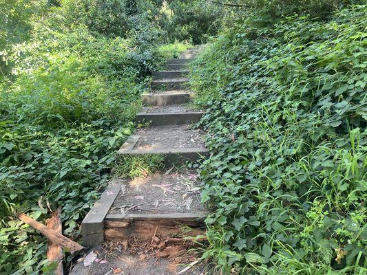 Park Trail at the Presidio