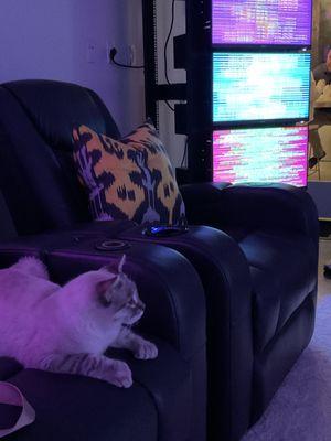 Pet Day at EESystem: Boost well-being for humans and pets! Relax in a health-promoting environment, optimizing function and sleep.