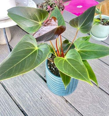 Teacup Succulents & More