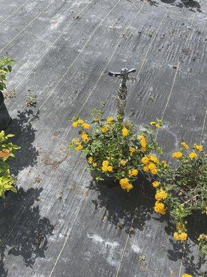 All In One Irrigation And Repair