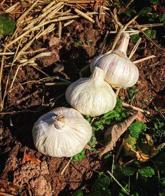 Big Elk Garlic Farm