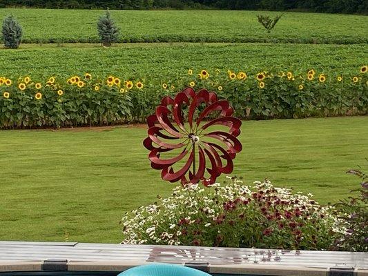 Palisades zoysia, Cavalier zoysia, Tifway 419 bermudagrass, Tall Fescue grass for lawns in Charlotte, NC, South Carolina. We deliver sod