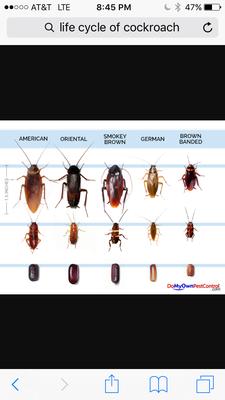 Willie G Pest Control