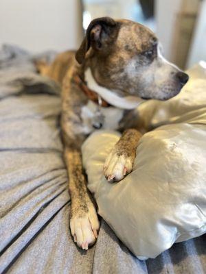 Hounds Lounge Pet Resort & Spa