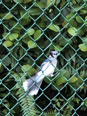 Edgewood Passive Park