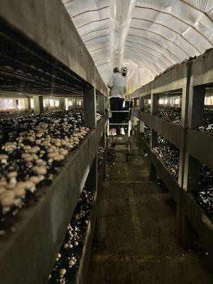 River Valley Ranch Mushroom Farm
