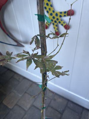 Here is the beautiful Japanese maple tree. Looks like a corpse.