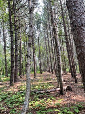 A walk in the woods.