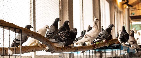 Great Lakes Pigeon Rescue