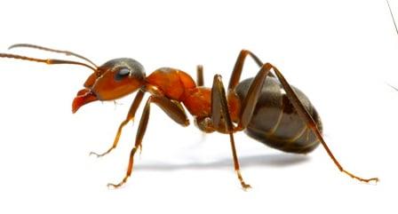 K2 Pest Control