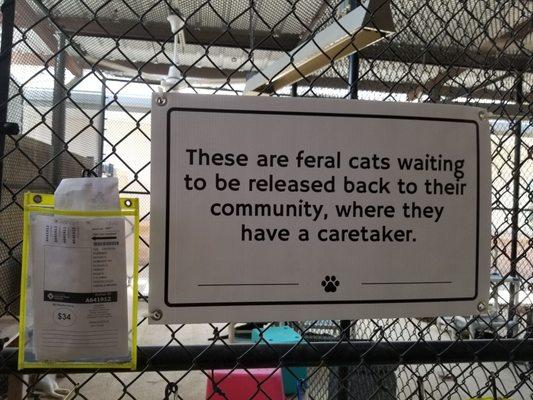 Feral cats