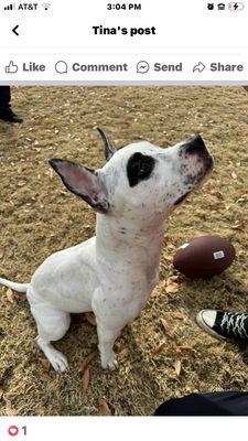 A super cute picture of my new puppy Lola