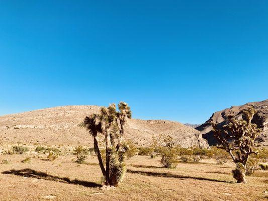 Beaver Dam Wash National Conservation Area
