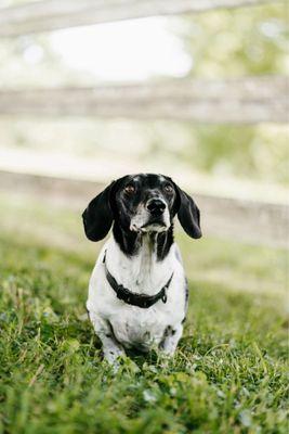 Fairview Animal Clinic