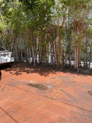 Deco Drive Cleaning and Landscaping