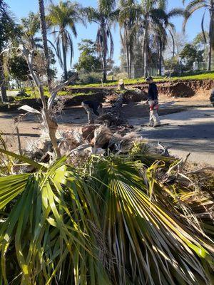 Juan Trees Services & Landscaping