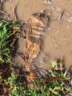 Frank's Gardening Service