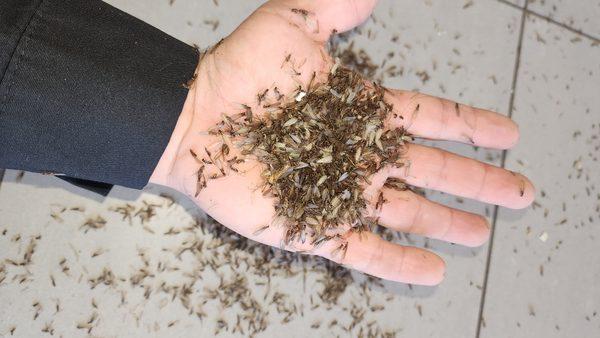 Pro Kill Exterminators