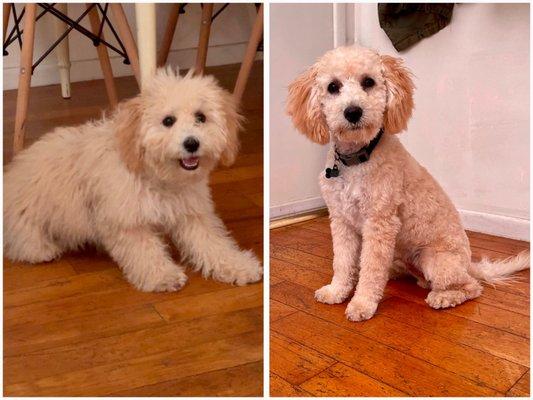 Biscuits and Baths Mobile Pet Grooming