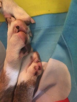 Golden Penny Kennels