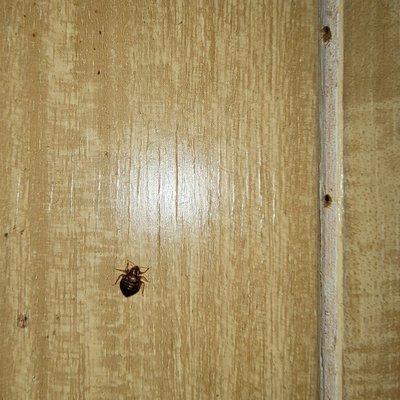 Bedbug Solutions