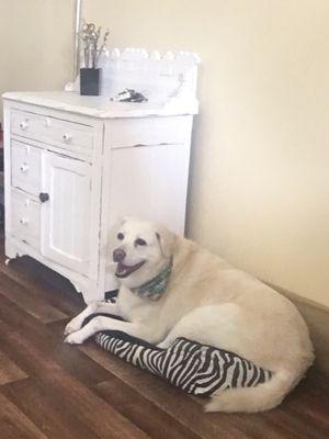 Animal Artistry Pet Grooming