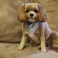 Belly Rubs Biscuit Bar & Spa