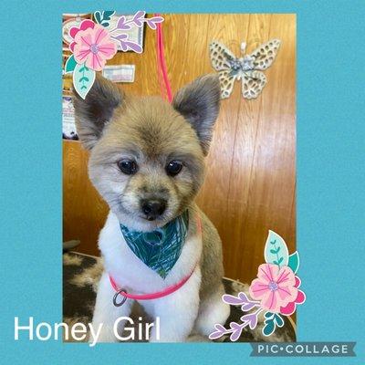 Pampered Pets Grooming Salon