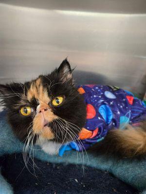 Calico loves to dress