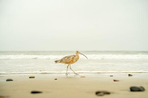 River Ambassadors Media