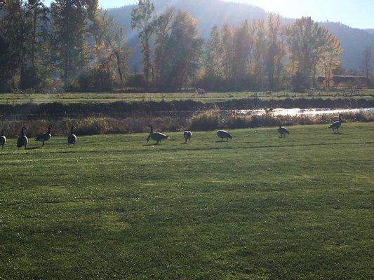 King Ranch Golf Course