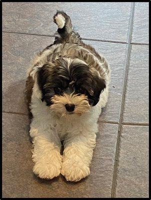 Atascazoo Animal Hospital