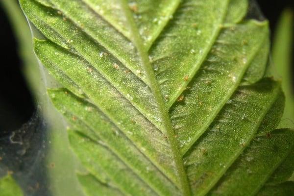 Want proven control with organic products? Test me and see....