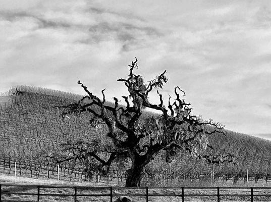 Crane Creek Regional Park