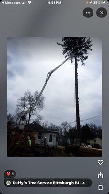 Duffy's Tree Service