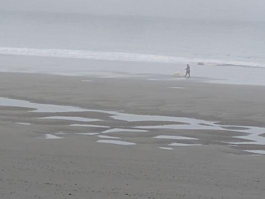 Busy Bees, Cleaning Service