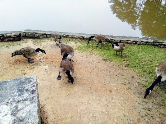 Love feeding the geese and ducks here. Food for purchase - 25 cents per portion. No bread. Apparently, it could hurt or kill them :(