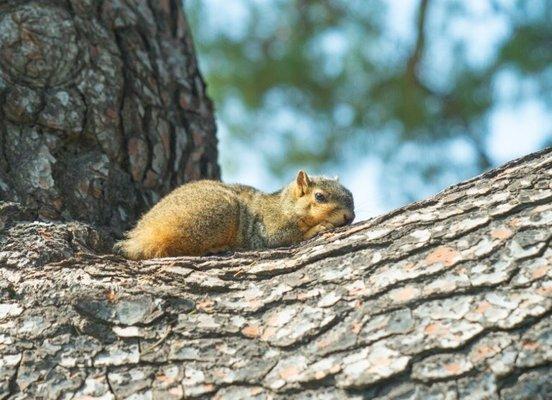 Bonita Terrace Apartments
