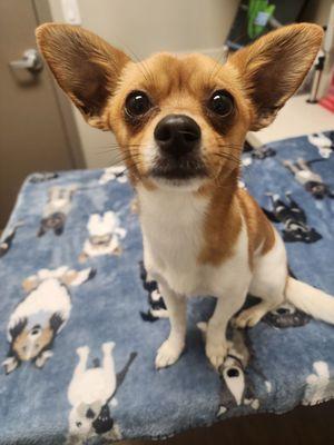 Union Animal Hospital