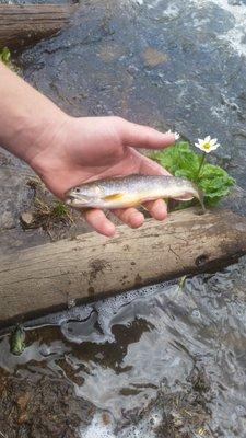 Scratching the Earth Landscaping LLC