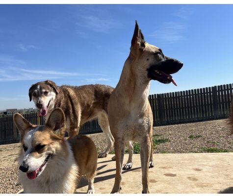 Happy Tails Dog Ranch