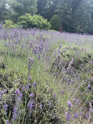 Lakeside Lavender and Herbs