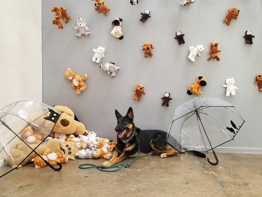 Raining cats and dogs