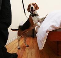 Advanced K9 Detectives