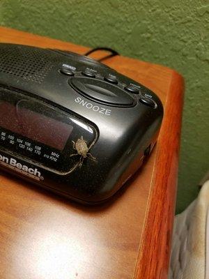 We woke up in the morning to several large bugs crawling on the furniture in our room.