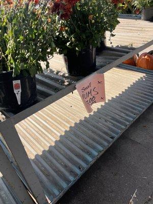 Pinters Plants