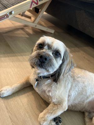 Off the Leash Mobile Grooming