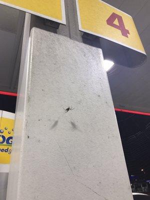 Estepp's Friendly Shell RIchmond