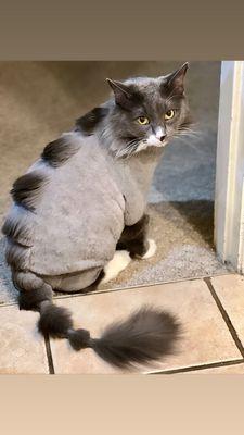 Goin to the Dogs and Cats Pet Spa and Mobile Grooming