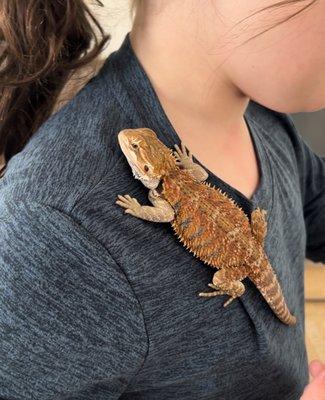 Scratch the 4 month old Beardie